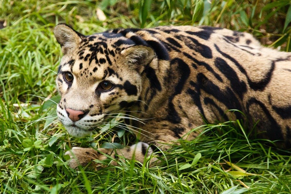 smoky leopard on the hunt
