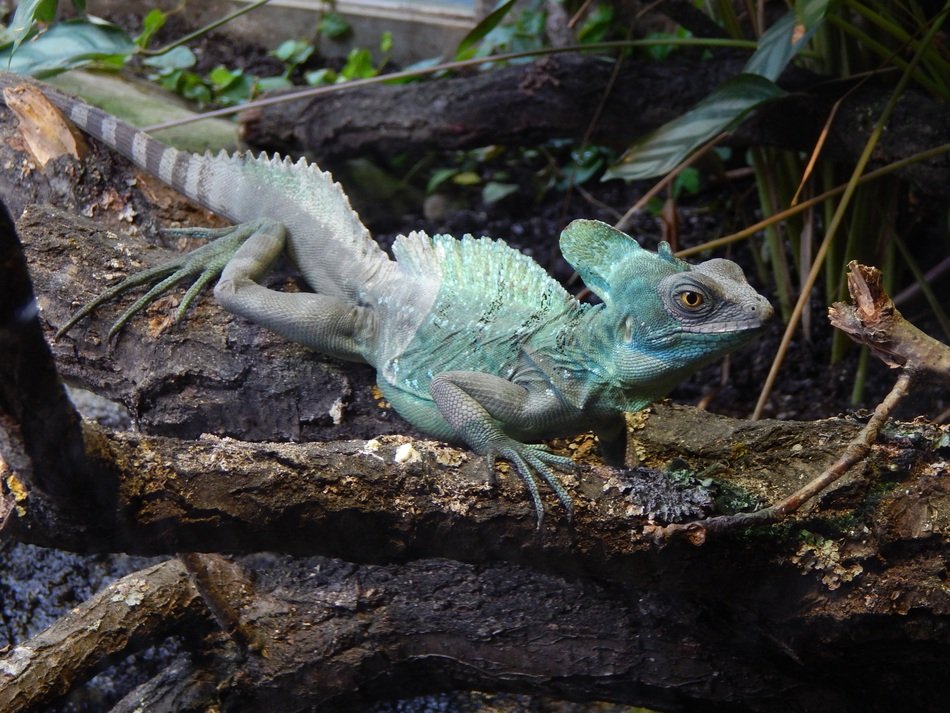green striped lizard