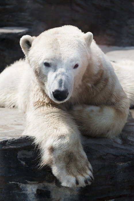 polar bear at the North Pole