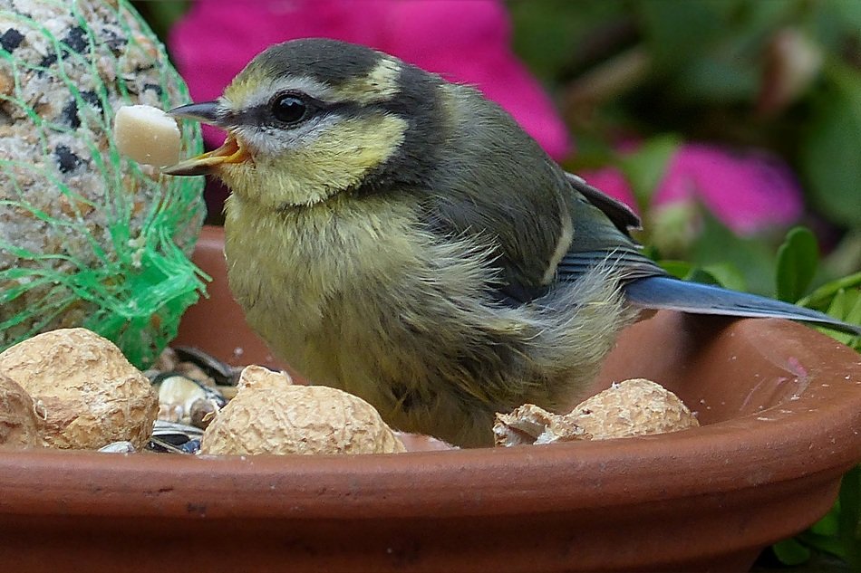 blue tit with meal
