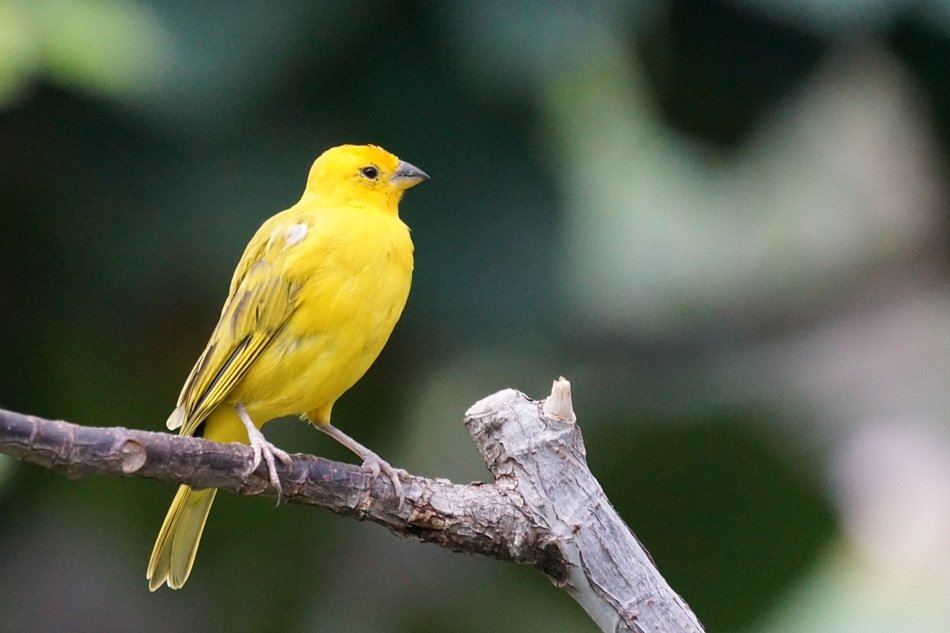 Saffron Yellow Bird