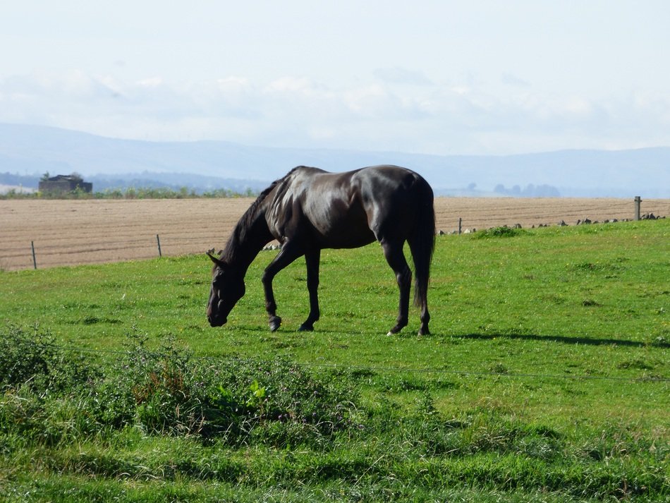beautiful noble thoroughbred horse on green grass on the field with the mountains on horizon