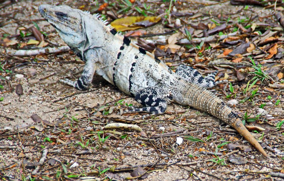 iguana among dry foliage