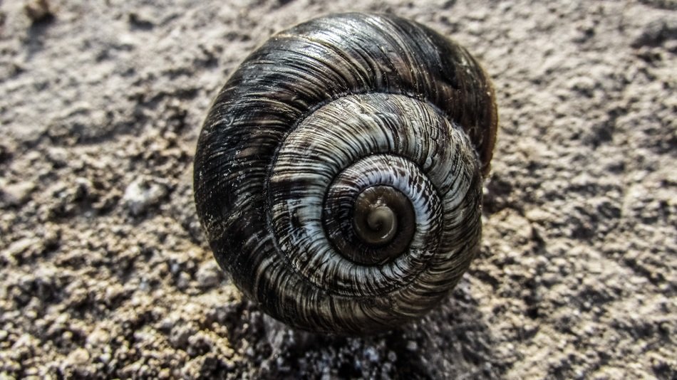 Shell of the snail