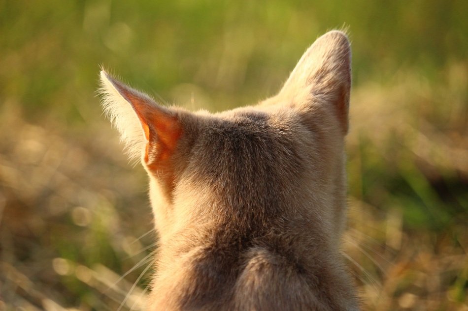 back of the cat head