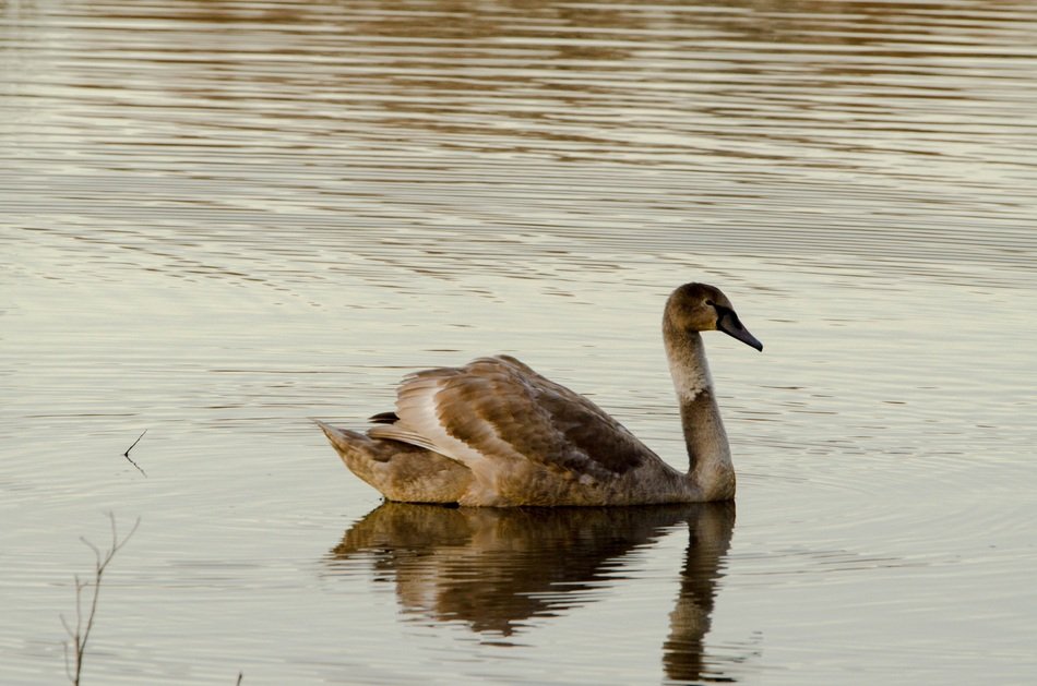 grey swan on the lake