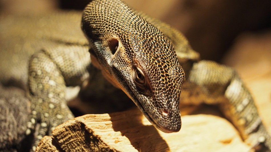 african lizard