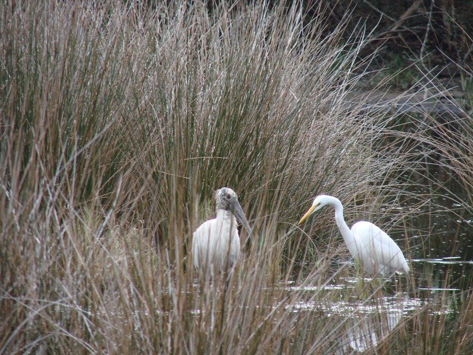 Woodstork Birds in the wildlife