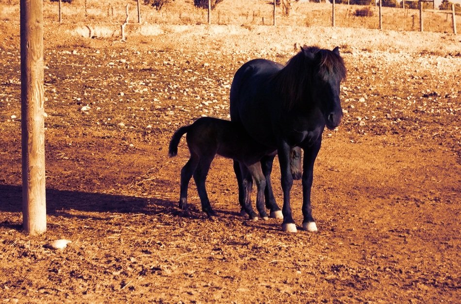 little black horse with foal