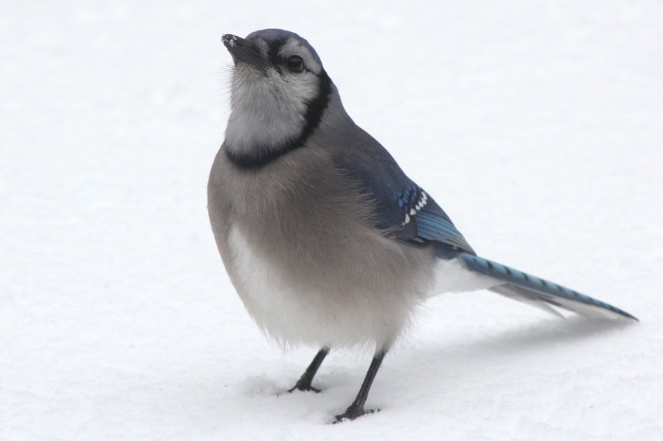 bluejay macro photo on white background
