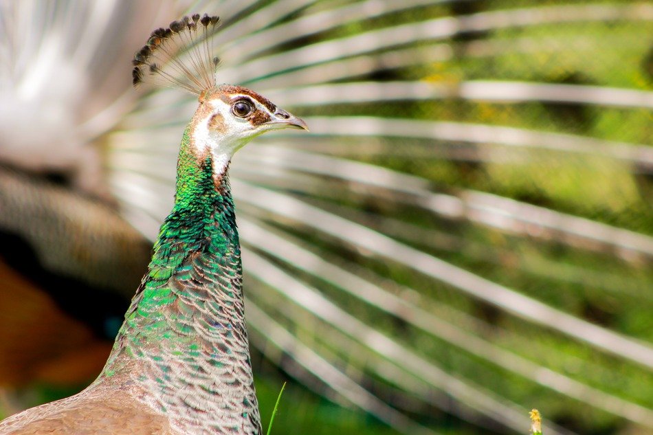 Peacock is female