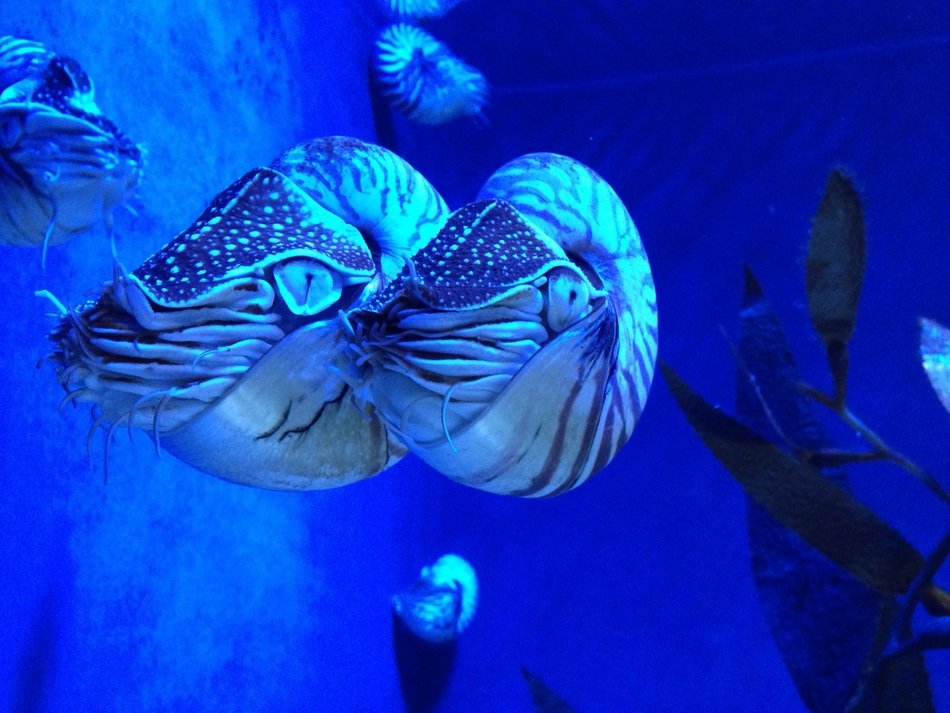 Nautiluses in the aquarium