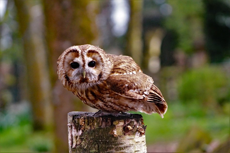 little owl in the forest in australia