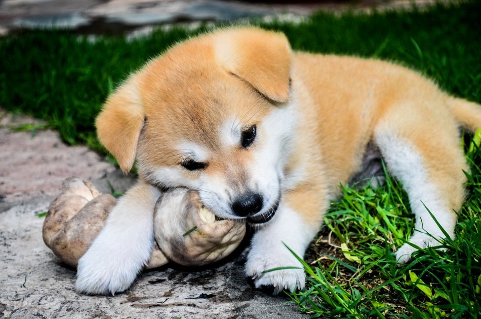 red puppy chewing on a piece of wood