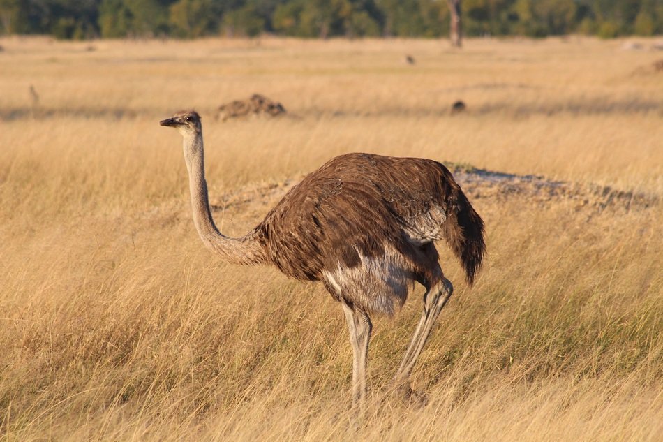 ostrich in Zimbabwe