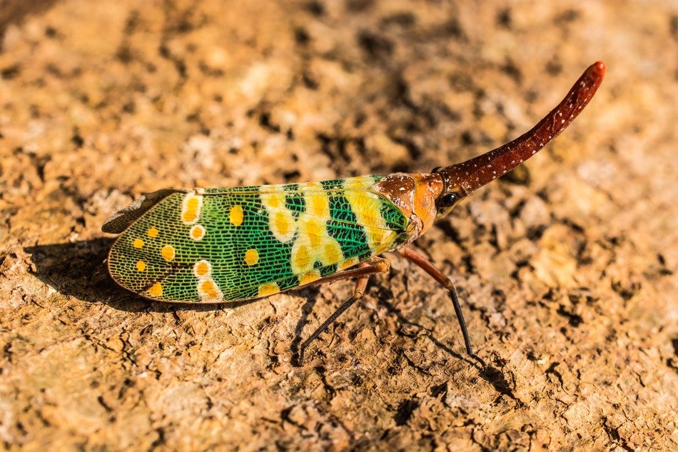 cicada on clay