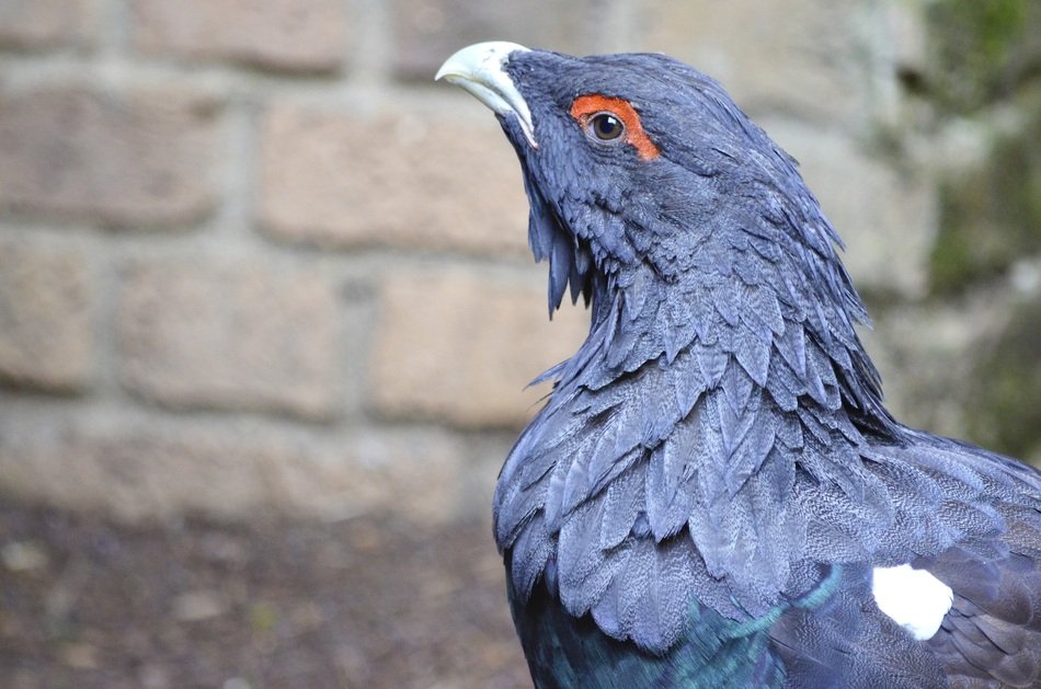 Auerhahn or Tetrao urogallus