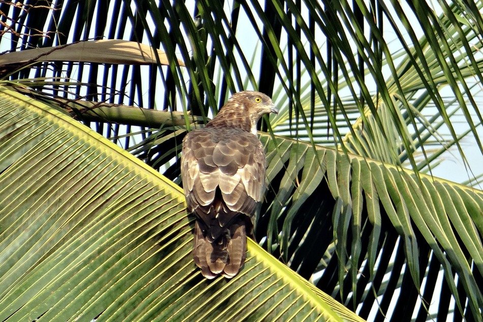 black kite on the palm leaf