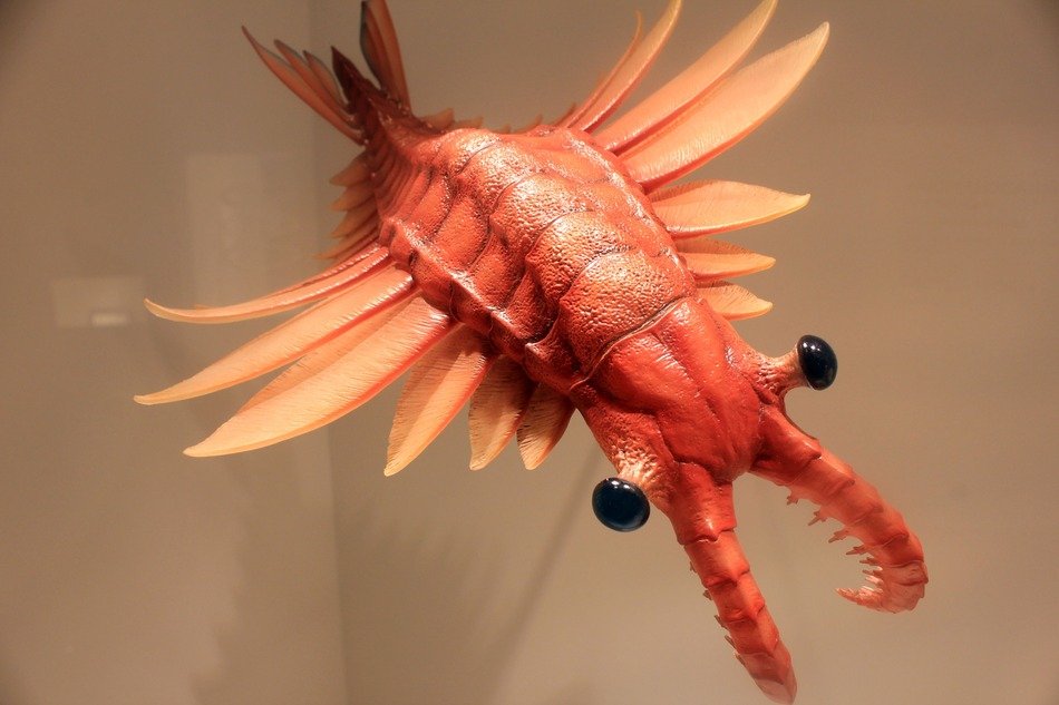 Red prehistoric anomalocaris with black eyes