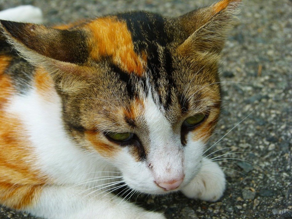 picture of three-colored cat