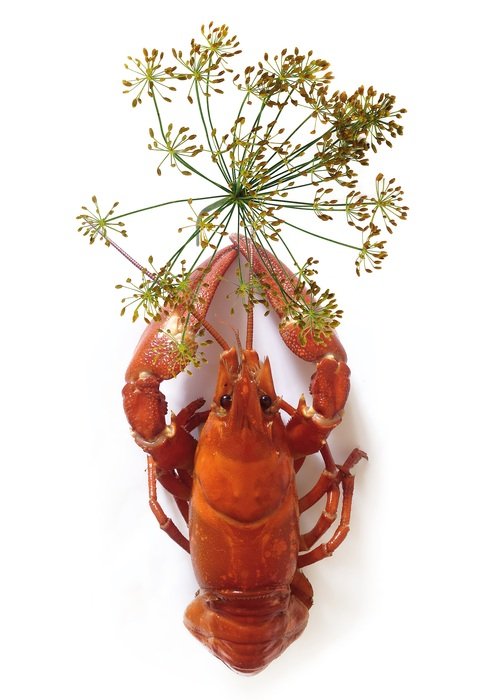Red canker with the crown dill