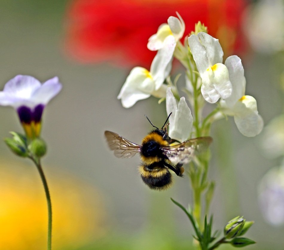 cute lovely Flowers and bee