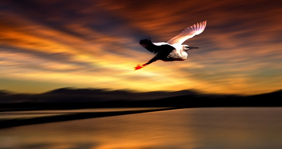 Bird in a flight at the sunset
