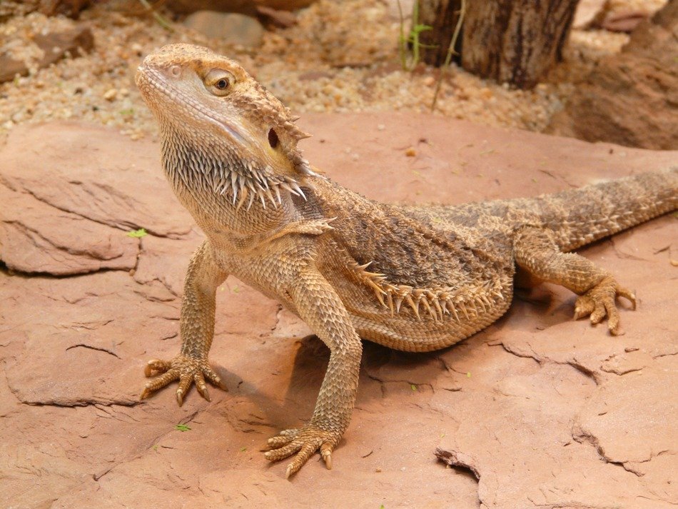 Portrait of Bearded Dragon