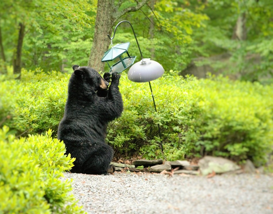 Picture of Big Bear in nature