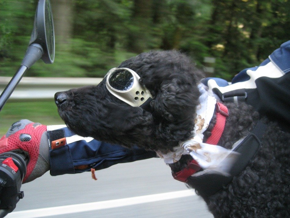 poodle in motorcycle glasses