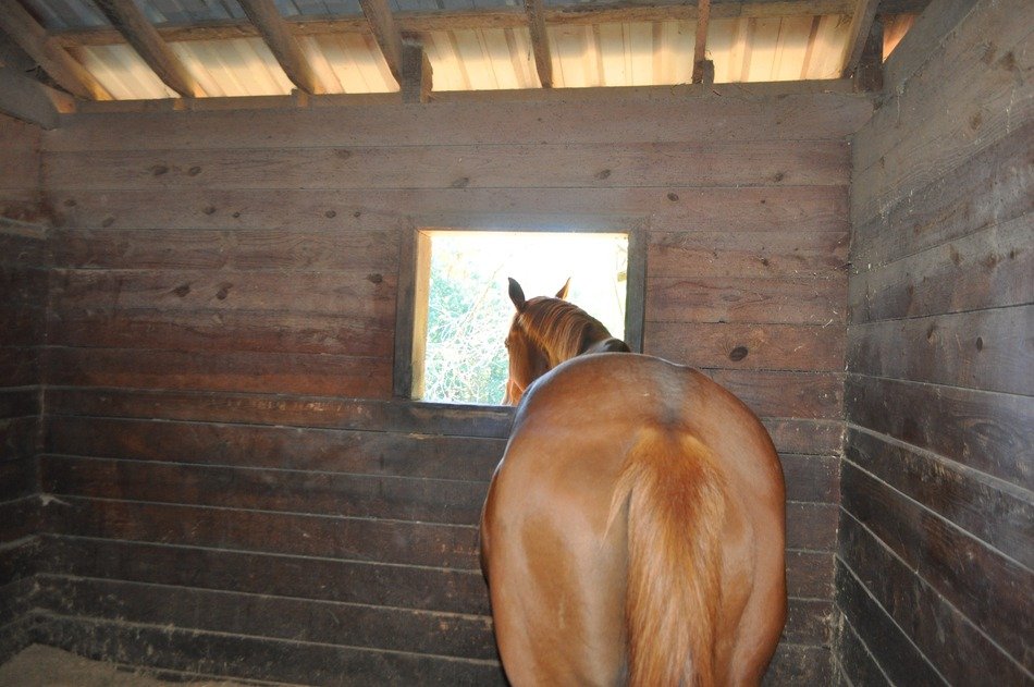 red horse in the stable