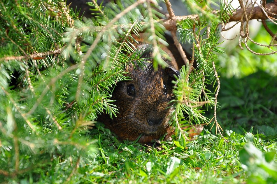 guinea pig in the pine branches
