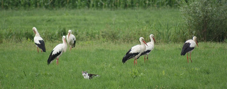 storks and cat