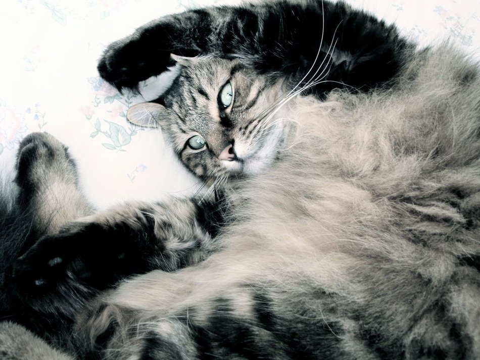 strange cat pose