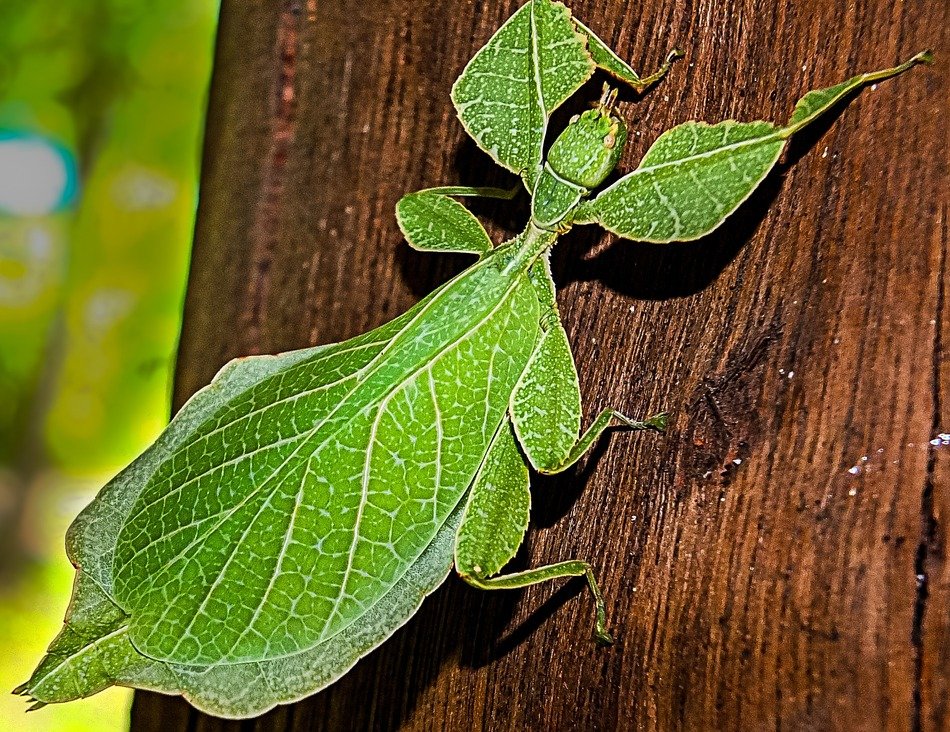 phylliinae in wildlife