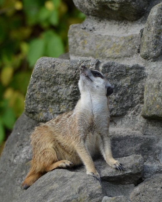 posing meerkat in the zoo