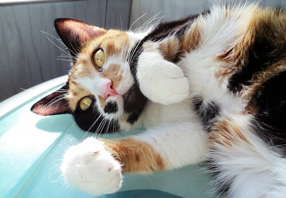 relaxing cat with yellow eyes