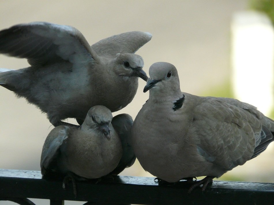 three grey doves
