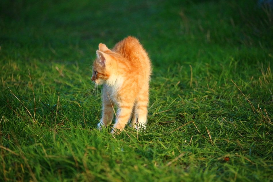 frisky red kitten on the green grass