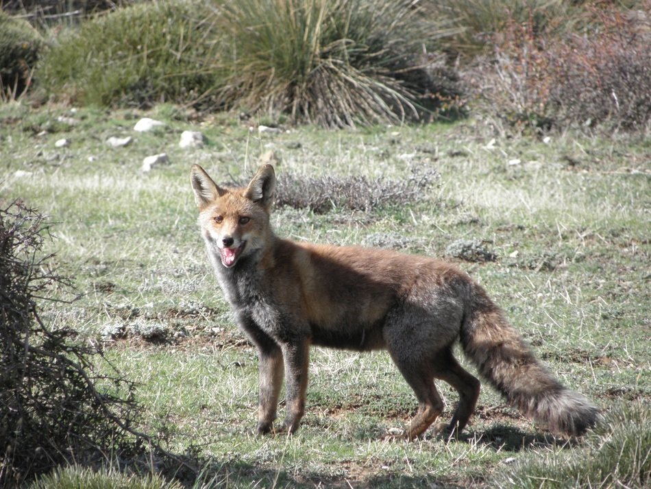 fluffy fox in the wild