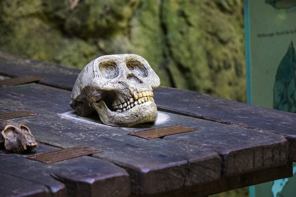 skull bones lie on wooden boards