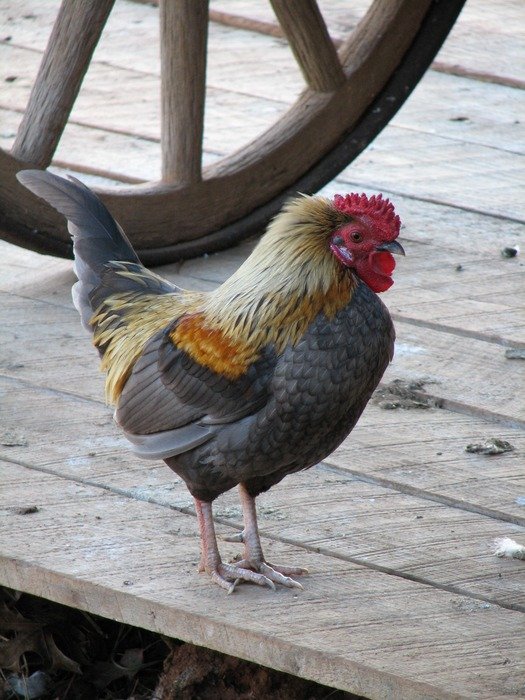 Colorful rooster on the farm