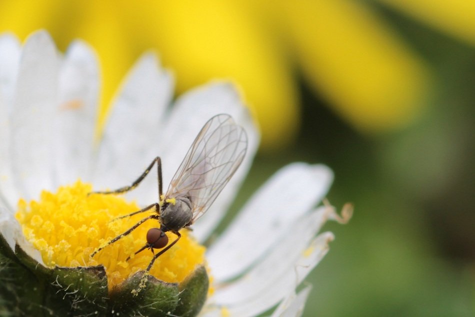 Fly Empis Ciliata