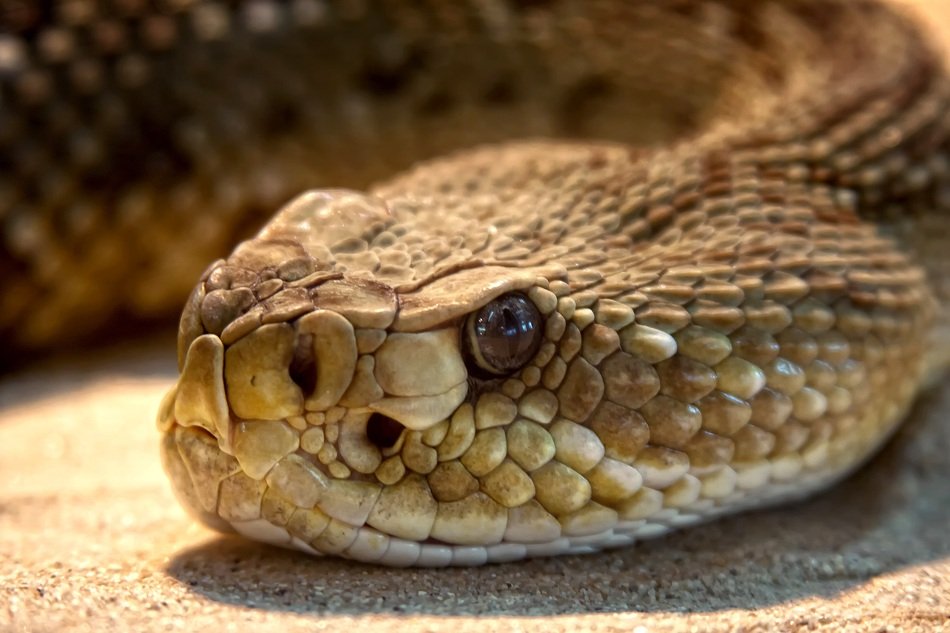 toxic rattlesnake close-up on blurred background