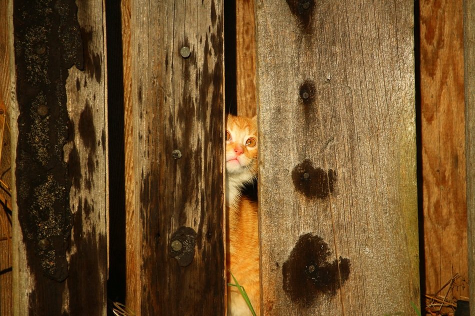 young cat hiding in the wooden wall