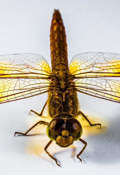 closeup of a yellow dragonfly on the white background