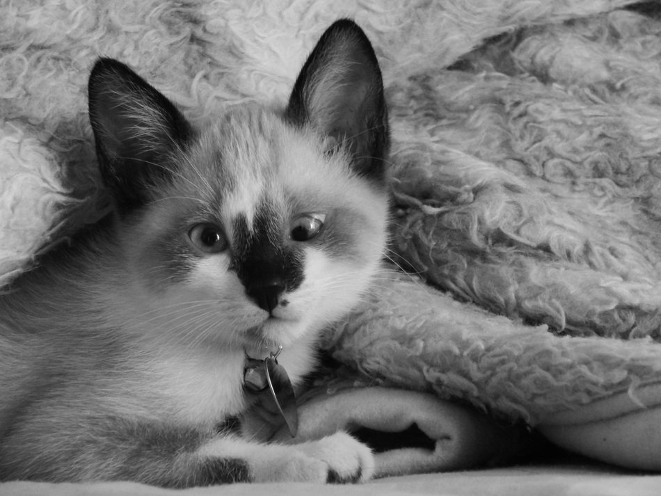 Cute kitten with disease