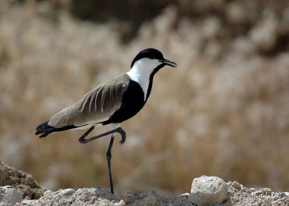 Kirsehir Lapwing standing on one leg portrait