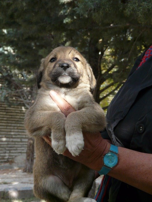 puppy in the hands of man