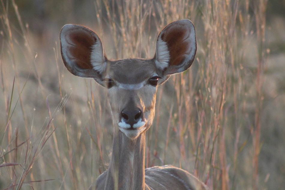 gazelle with big ears in Zimbabwe